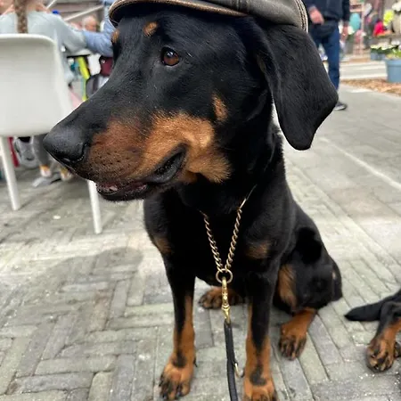 Urlaub Mit Hund -Ferienwohnung 
