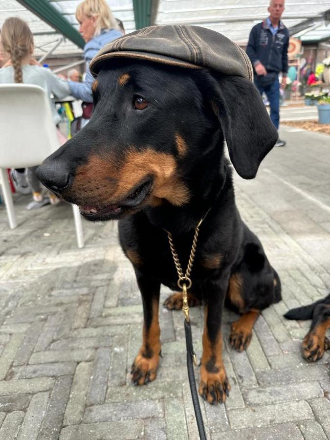Urlaub Mit Hund -ferienwohnung 
